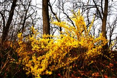 photo 0009